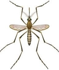 Illustration/diagram of the Culex mosquito (vector for Japanese encephalitis) showing characteristic long legs and striped body pattern