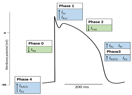 Diagram of cardiac action potential showing Phases 0-4 with ion channels - Phase 3 (repolarization) affected by amiodarone